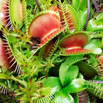 apes_venusflytrap_386x580