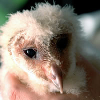 Young Owlet