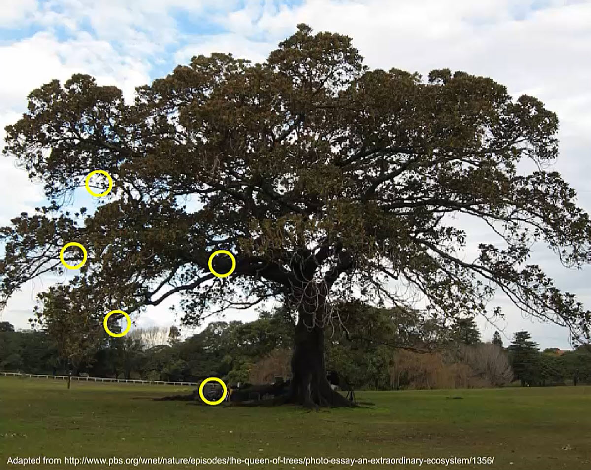 fig tree with descriptions of organisims that are supported by the tree
