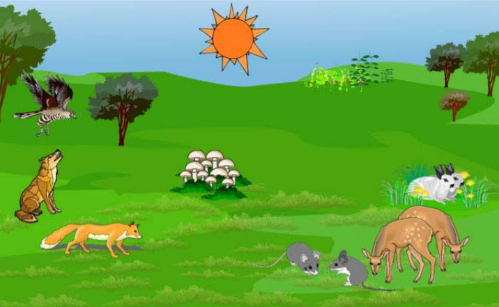 food chain