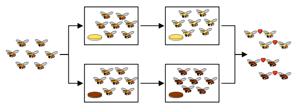 Drosophila Speciation Experiment