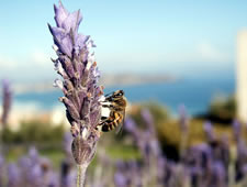 apes_killerbees_580x435