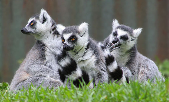 Lemurs are endemic to Madagascar and are geographically isolated from the rest of the world.