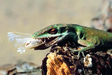 Pest Control