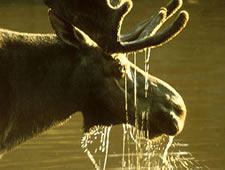 apes_moose_384x580