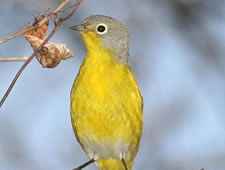 apes_nashvillewarbler_435x580