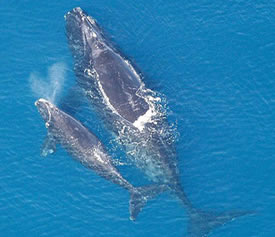 apes_norhternrightwhalewithcalf_580x519