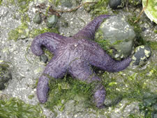 apes_seastar_580x435