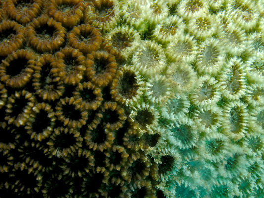 bleached corals