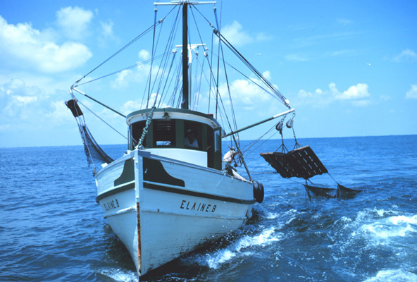 boat trawling