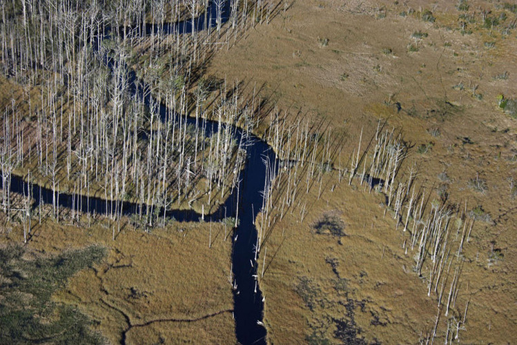 wetlands