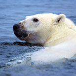 Polar bear fur