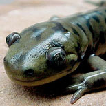 Salamander skin