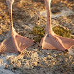 Webbed feet