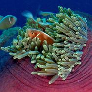 Biodiversity