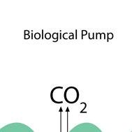 Biological pump