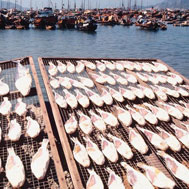 Food resources