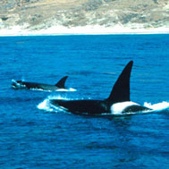 Whale nursery