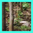 Tree plantation