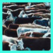 cattle