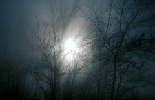 Spooky dark woods with the moon.