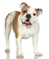 A bulldog.