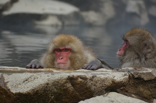 Macque Monkey