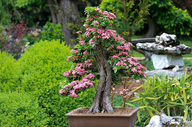 bonsai