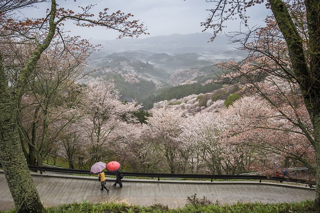 Rain in Japan