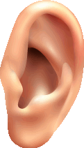 Ear