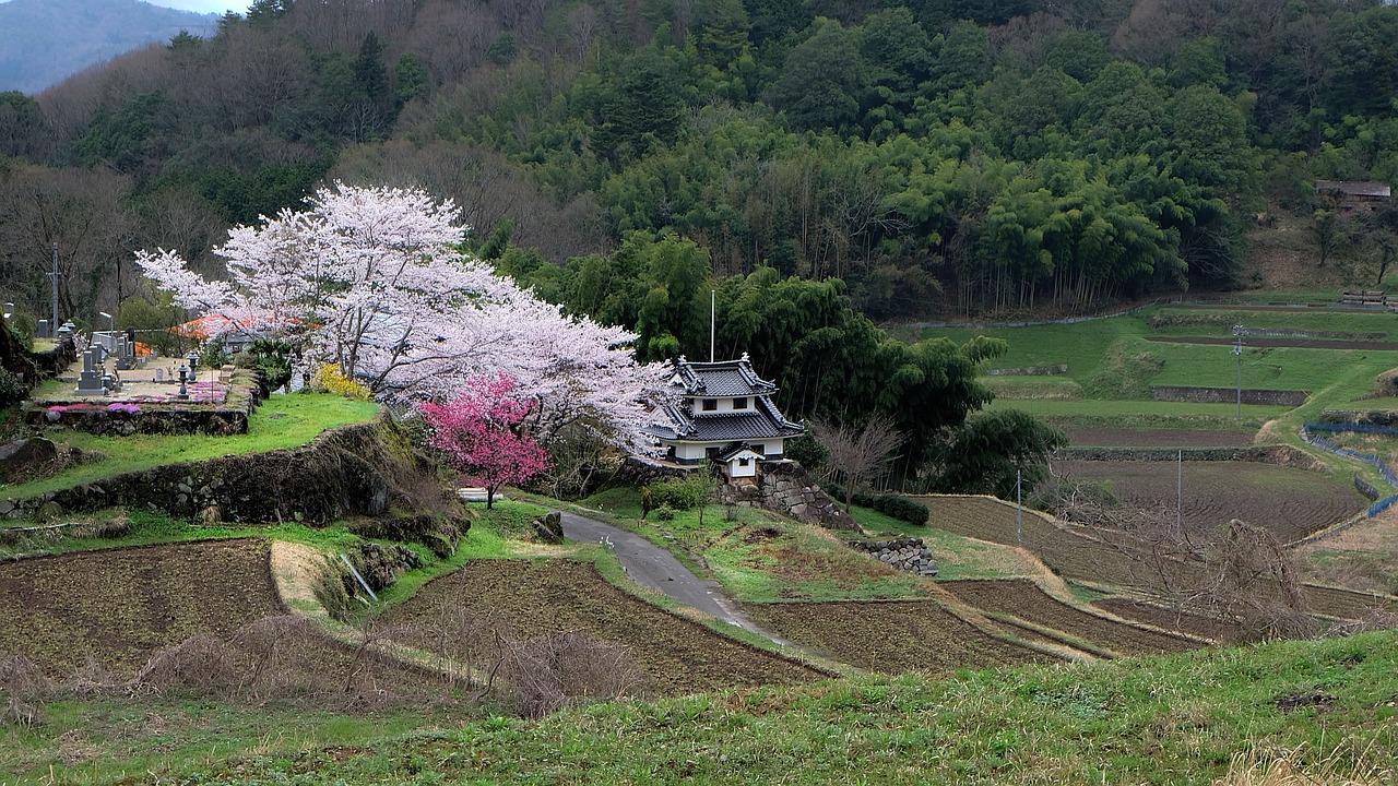 Cherry Blossoms Japanese Fall