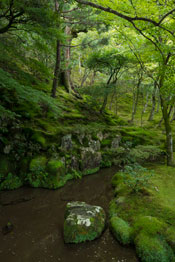 Koke-dera a garden covered with Koke (moss)