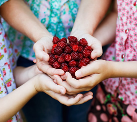 Group of hands holding raspberries