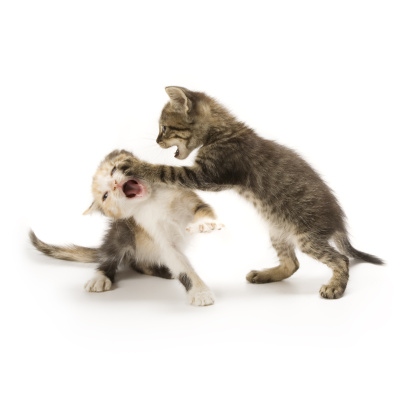 two kittens fighting