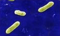 bacteria