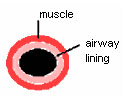 muscle - airway lining