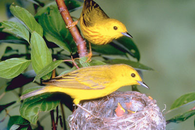 little yellow birds